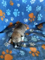 Boy 2, a male Pembroke Welsh Corgi for sale in Anna, IL – 3 of 6
