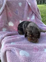 Girl 3, a female Cocker Spaniel for sale in Anna, IL – 4 of 10