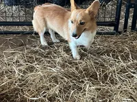Raganne Fern - CKC, a female Pembroke Welsh Corgi for sale in Anna, IL – 5 of 7