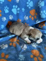 Boy 5, a male Pembroke Welsh Corgi for sale in Anna, IL – 6 of 7