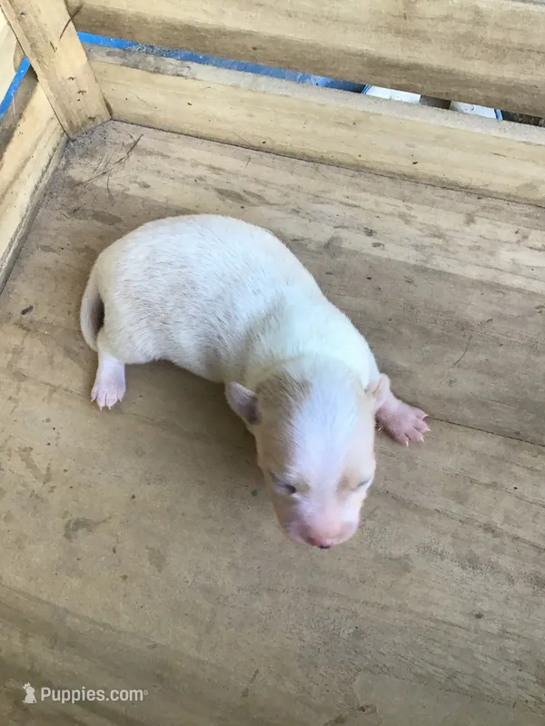 July boy 2 – Chihuahua puppy for sale in Anna, IL