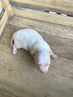 July boy 2, a male Chihuahua for sale in Anna, IL – 1 of 8
