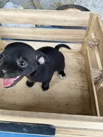 Girl 1, a female Chihuahua for sale in Anna, IL – 8 of 9