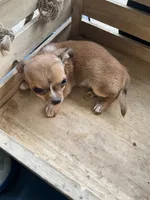 Boy 2, a male Chihuahua for sale in Anna, IL – 2 of 9
