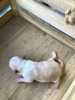July Girl 1, a male Chihuahua for sale in Anna, IL – 9 of 10