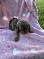Girl 3, a female Cocker Spaniel for sale in Anna, IL – 9 of 10