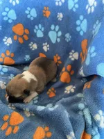 Boy 1, a male Pembroke Welsh Corgi for sale in Anna, IL – 2 of 6