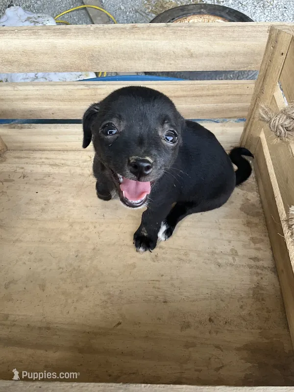 Girl 1 – Chihuahua puppy for sale in Anna, IL