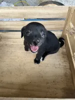Girl 1, a female Chihuahua for sale in Anna, IL – 1 of 9