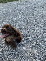Male Cocker Spaniel, a male Cocker Spaniel for sale in Anna, IL – 3 of 10