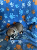 Boy 1, a male Pembroke Welsh Corgi for sale in Anna, IL – 3 of 6