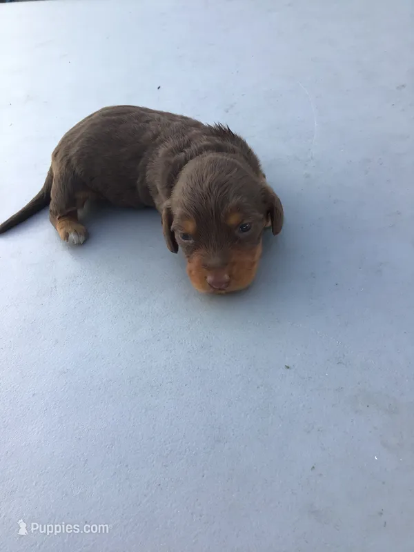 Lucky  – Dachshund puppy for sale in Anna, IL