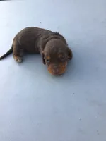 Lucky , a male Dachshund for sale in Anna, IL – 1 of 8