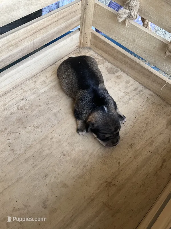 Girl 2 – Chihuahua puppy for sale in Anna, IL