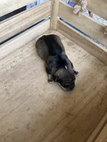 Girl 2, a female Chihuahua for sale in Anna, IL – 1 of 9