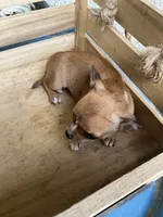 Boy 2, a male Chihuahua for sale in Anna, IL – 4 of 9