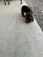 Male Cocker Spaniel, a male Cocker Spaniel for sale in Anna, IL – 6 of 10