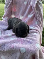 Girl 4, a female Cocker Spaniel for sale in Anna, IL – 2 of 10