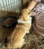 Russel, a male Pembroke Welsh Corgi for sale in Anna, IL – 4 of 10