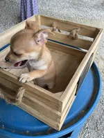 Boy 1, a male Chihuahua for sale in Anna, IL – 4 of 7