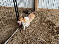 Russel, a male Pembroke Welsh Corgi for sale in Anna, IL – 5 of 10