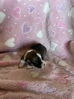 Girl 3, a female Pembroke Welsh Corgi for sale in Anna, IL – 1 of 7