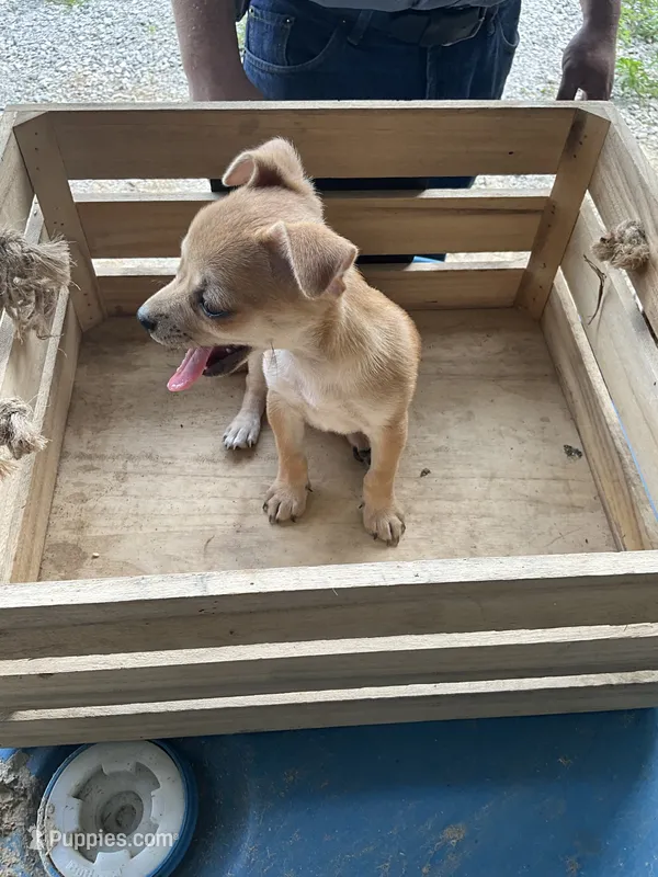 Boy 1 – Chihuahua puppy for sale in Anna, IL