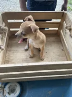 Boy 1, a male Chihuahua for sale in Anna, IL – 1 of 7