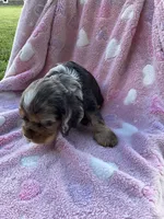 Girl 1, a female Cocker Spaniel for sale in Anna, IL – 9 of 9