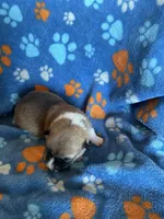 Boy 3, a male Pembroke Welsh Corgi for sale in Anna, IL – 4 of 7