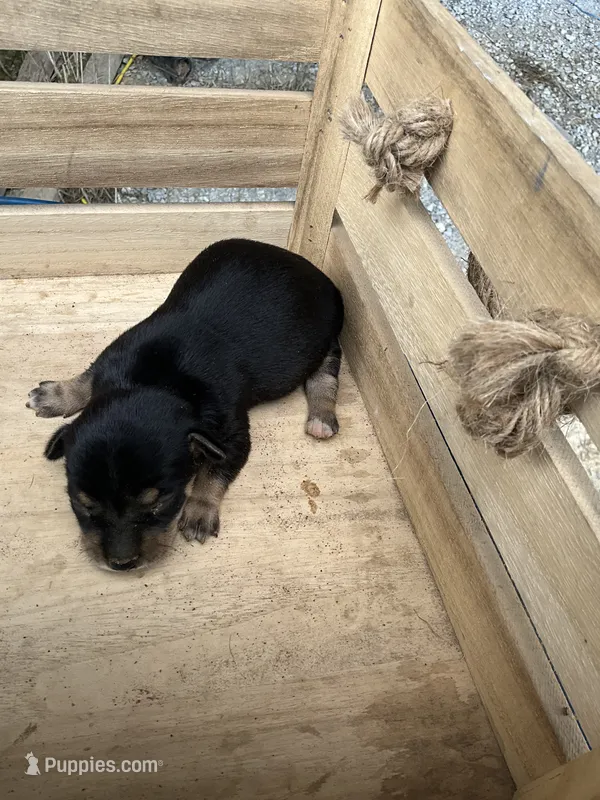 Boy 1 – Chihuahua puppy for sale in Anna, IL