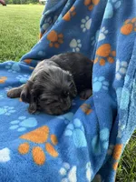 Boy 1, a male Cocker Spaniel for sale in Anna, IL – 5 of 6