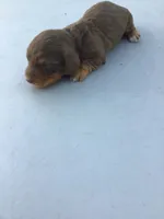 Lucky , a male Dachshund for sale in Anna, IL – 8 of 8