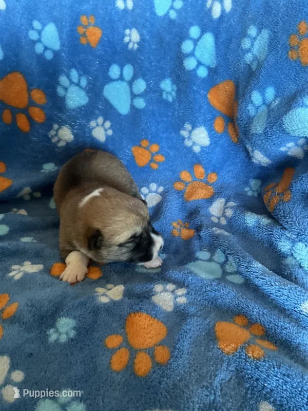 Boy 1 – Pembroke Welsh Corgi puppy for sale in Anna, IL