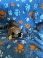 Boy 1, a male Pembroke Welsh Corgi for sale in Anna, IL – 1 of 6