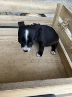 Girl 2, a female Chihuahua for sale in Anna, IL – 6 of 7