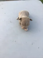 Male Jerry, a male Chihuahua for sale in Anna, IL – 2 of 8