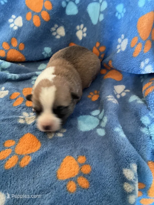 Boy 4 – Pembroke Welsh Corgi puppy for sale in Anna, IL