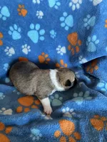 Boy 3, a male Pembroke Welsh Corgi for sale in Anna, IL – 7 of 7