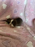 Girl 3, a female Pembroke Welsh Corgi for sale in Anna, IL – 5 of 7
