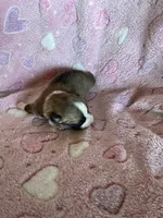 Girl 1, a female Pembroke Welsh Corgi for sale in Anna, IL – 6 of 6