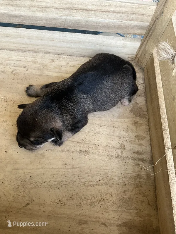 Girl 3 – Chihuahua puppy for sale in Anna, IL