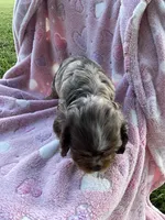 Girl 2, a female Cocker Spaniel for sale in Anna, IL – 9 of 10