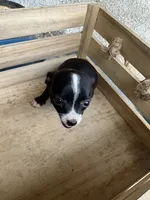 Girl 2, a female Chihuahua for sale in Anna, IL – 4 of 7