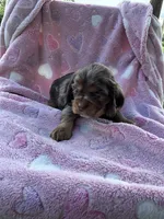 Girl 3, a female Cocker Spaniel for sale in Anna, IL – 8 of 10