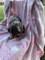 Girl 2, a female Cocker Spaniel for sale in Anna, IL – 5 of 10