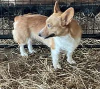 Raganne Fern - CKC, a female Pembroke Welsh Corgi for sale in Anna, IL – 7 of 7