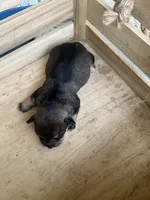 Girl 3, a female Chihuahua for sale in Anna, IL – 2 of 9