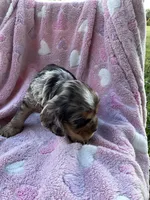 Girl 1, a female Cocker Spaniel for sale in Anna, IL – 3 of 9