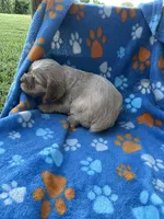 Boy 2, a male Cocker Spaniel for sale in Anna, IL – 8 of 10